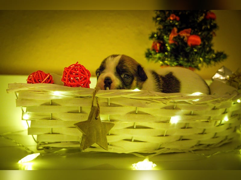 85% Bully 15% Chihuahua Welpen suchen ihre Familien!