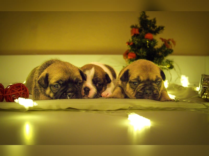 85% Bully 15% Chihuahua Welpen suchen ihre Familien!