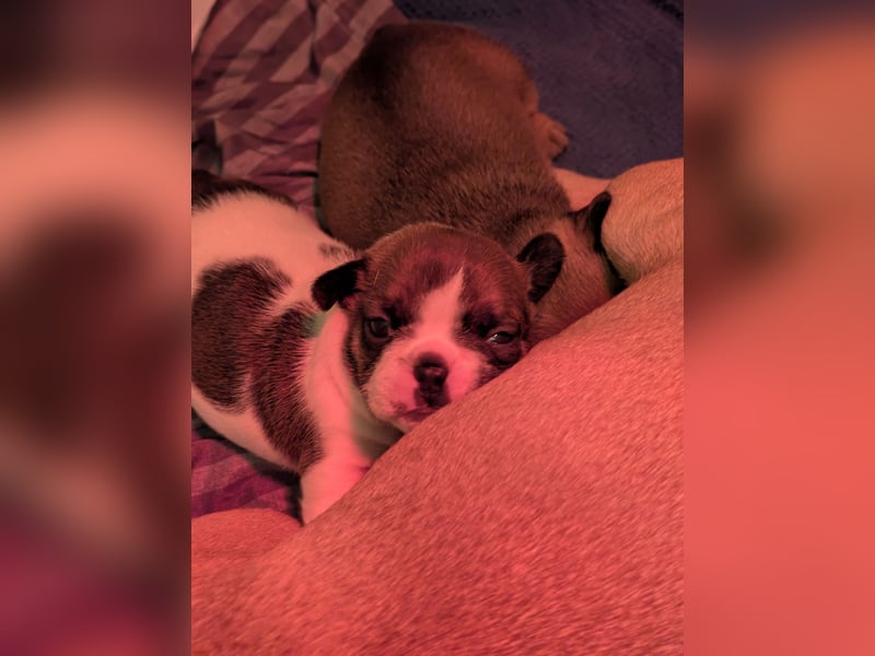 85% Bully 15% Chihuahua Welpen suchen ihre Familien!