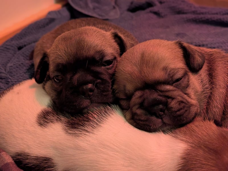 85% Bully 15% Chihuahua Welpen suchen ihre Familien!