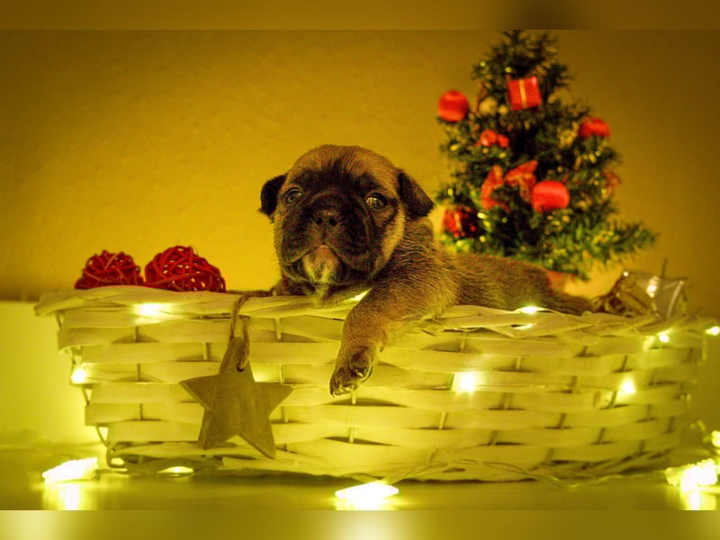 85% Bully 15% Chihuahua Welpen suchen ihre Familien!