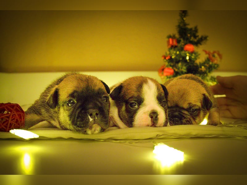 85% Bully 15% Chihuahua Welpen suchen ihre Familien!
