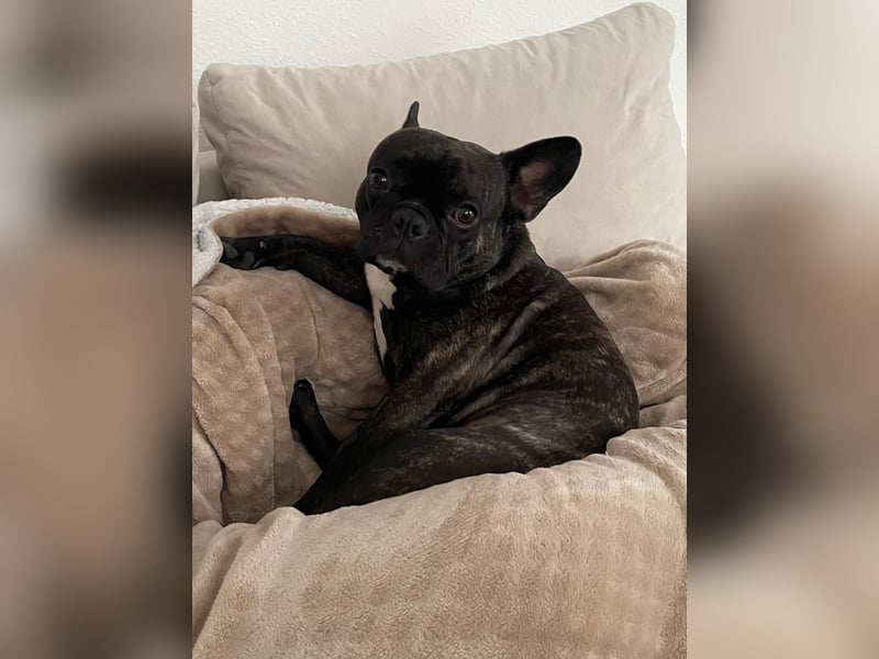 Französische Bulldogge in liebevolle Hände abzugeben