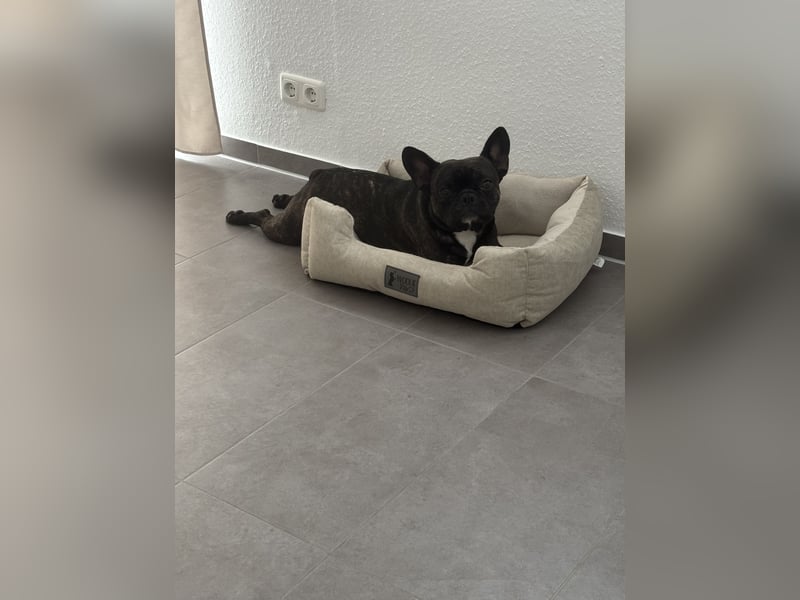 Französische Bulldogge in liebevolle Hände abzugeben