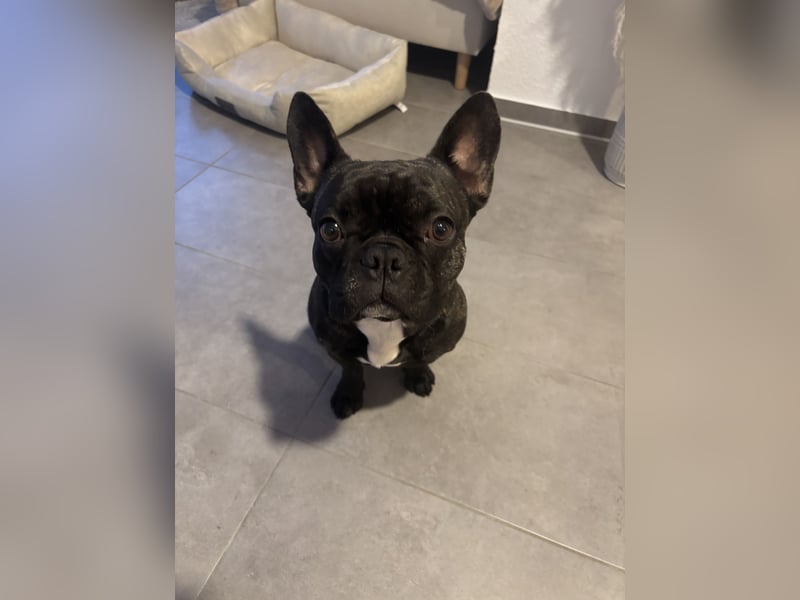 Französische Bulldogge in liebevolle Hände abzugeben