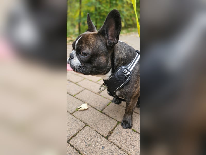 Hallo ich bin Spike und suche ein neues zu Hause