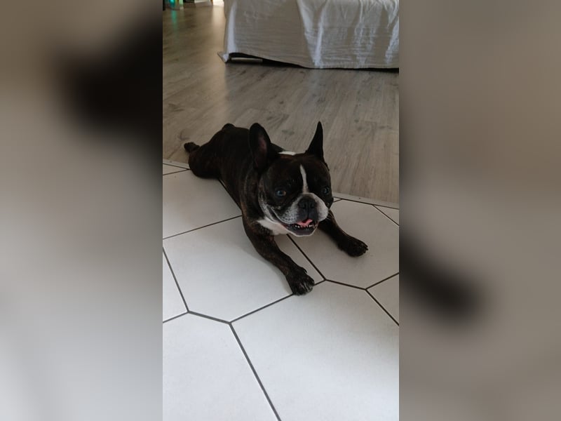 Hallo ich bin Spike und suche ein neues zu Hause