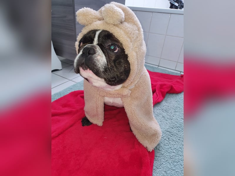 Hallo ich bin Spike und suche ein neues zu Hause