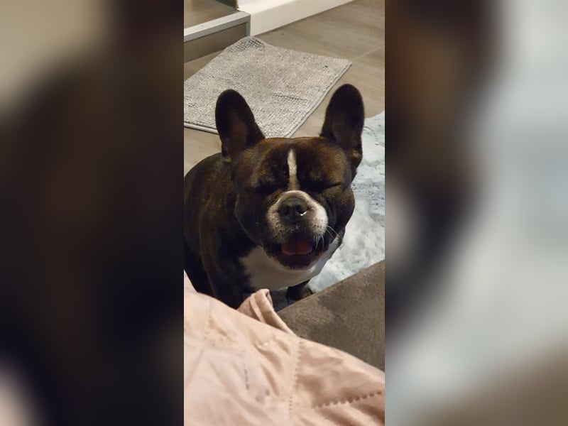 Hallo ich bin Spike und suche ein neues zu Hause