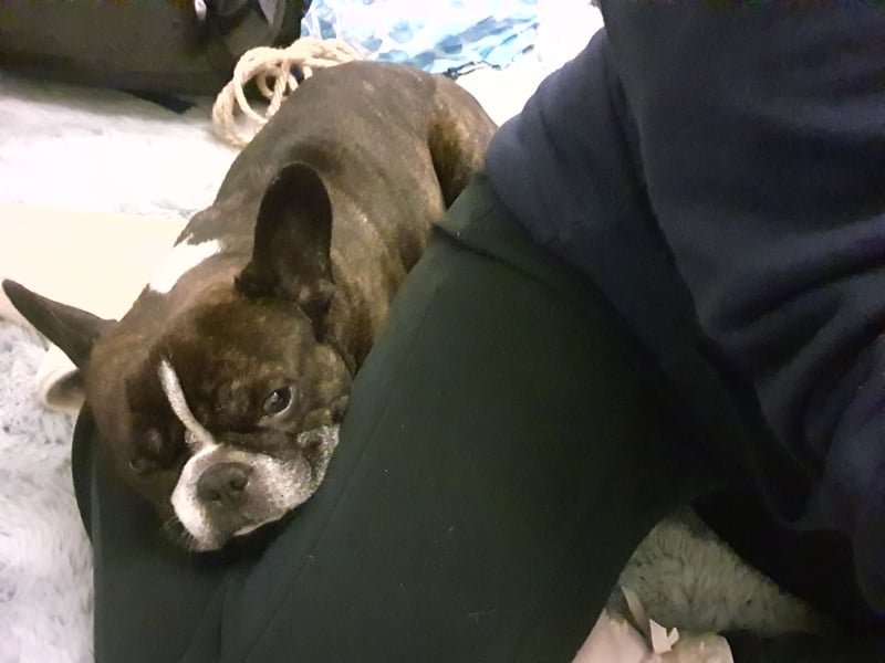 Hallo ich bin Spike und suche ein neues zu Hause
