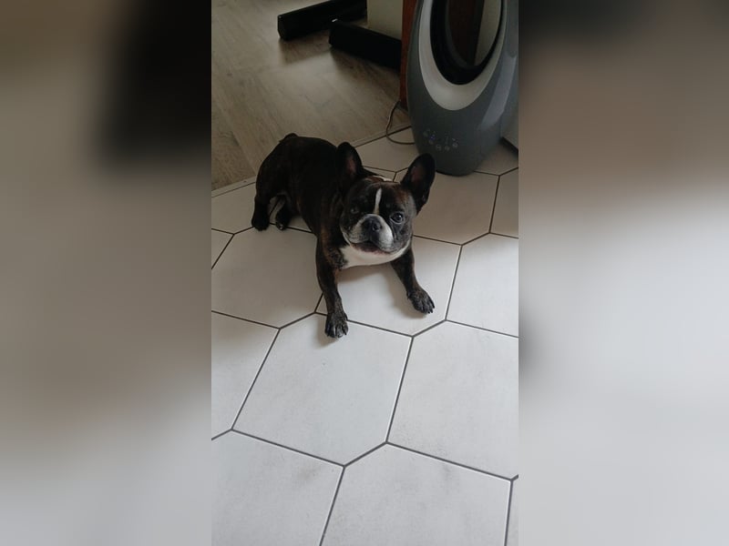 Hallo ich bin Spike und suche ein neues zu Hause