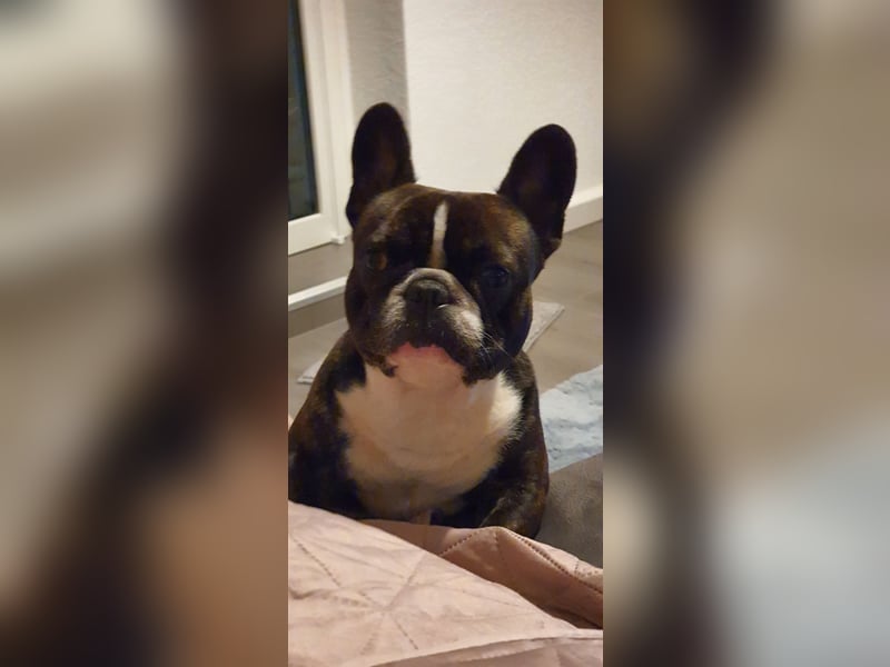 Hallo ich bin Spike und suche ein neues zu Hause