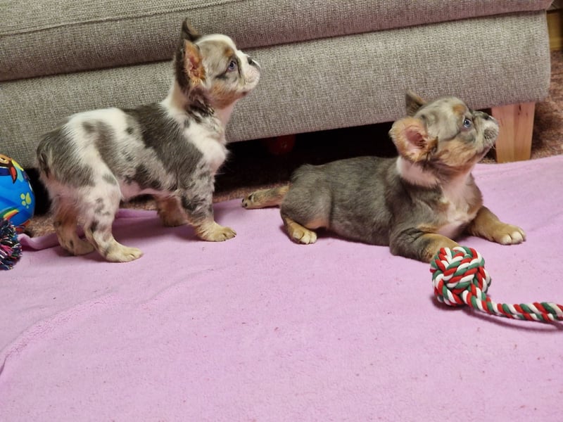 Französische Bulldoggen Bulldogge Deckrüde