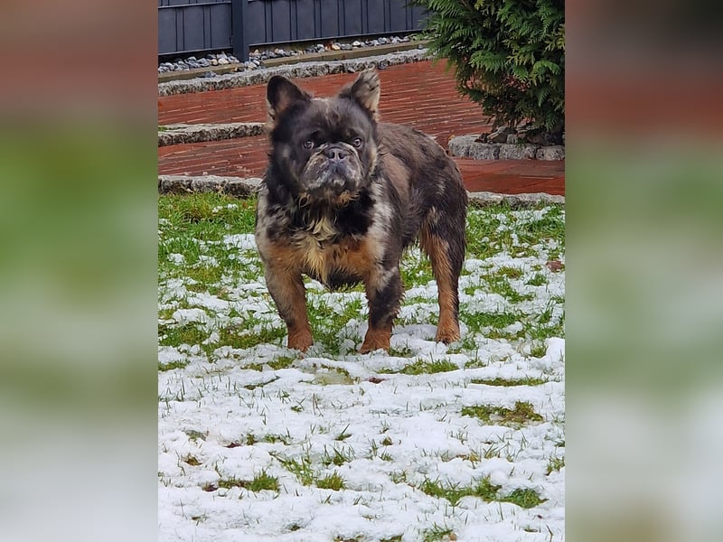 Französische Bulldoggen Bulldogge Deckrüde