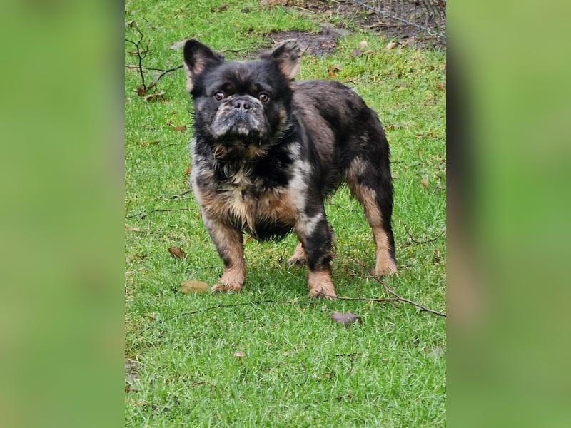 Französische Bulldoggen Bulldogge Deckrüde