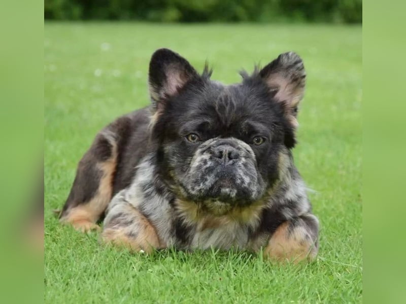 Französische Bulldoggen Bulldogge Deckrüde