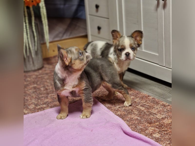 Französische Bulldoggen Bulldogge Deckrüde