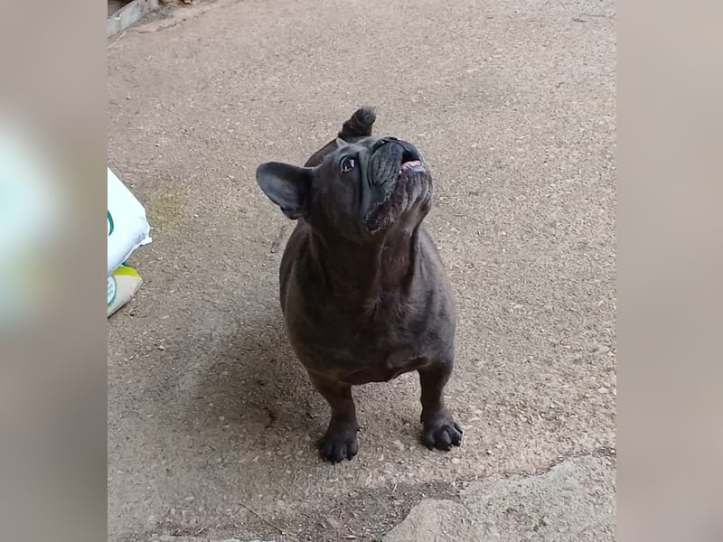 Achille sucht sein glückliches Zuhause für Immer