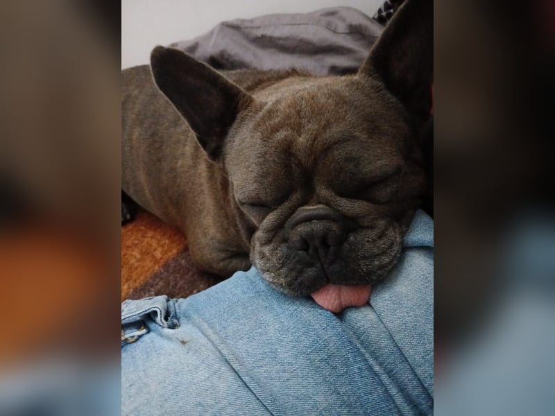 Achille sucht sein glückliches Zuhause für Immer