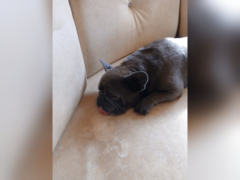 Achille sucht sein glückliches Zuhause für Immer