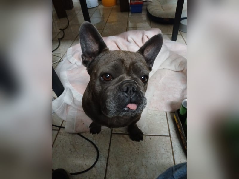 Achille sucht sein glückliches Zuhause für Immer
