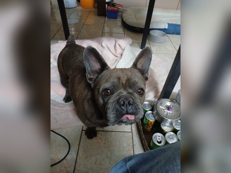 Achille sucht sein glückliches Zuhause für Immer
