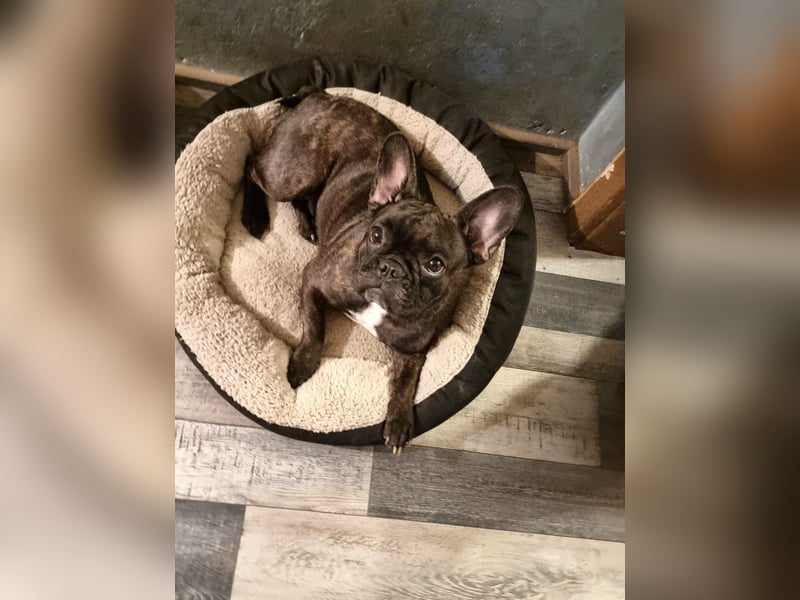 Französische Bulldoggen Welpen Brindle