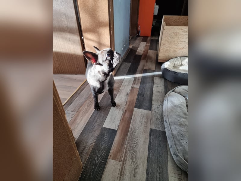 Französische Bulldoggen Welpen Brindle