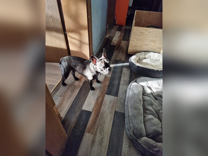 Französische Bulldoggen Welpen Brindle