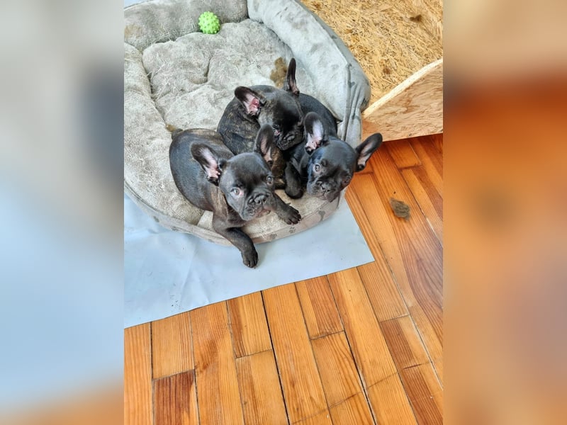 Französische Bulldoggen Welpen Brindle