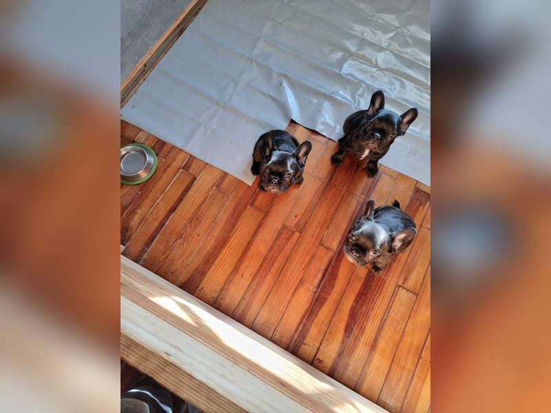Französische Bulldoggen Welpen Brindle