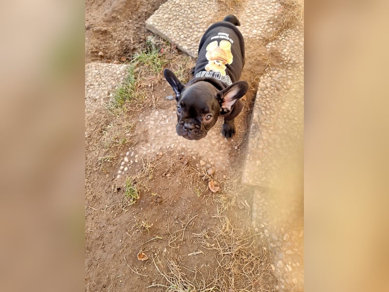Französische Bulldoggen Welpen Brindle