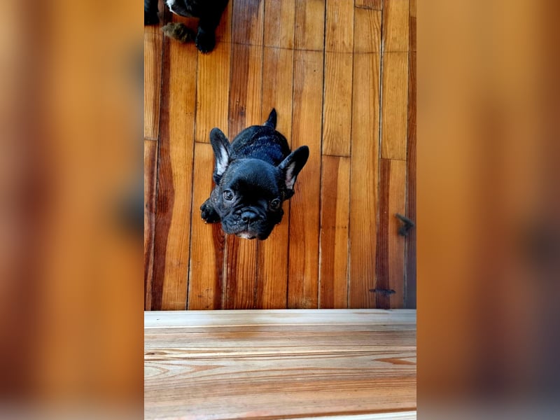 Französische Bulldoggen Welpen Brindle
