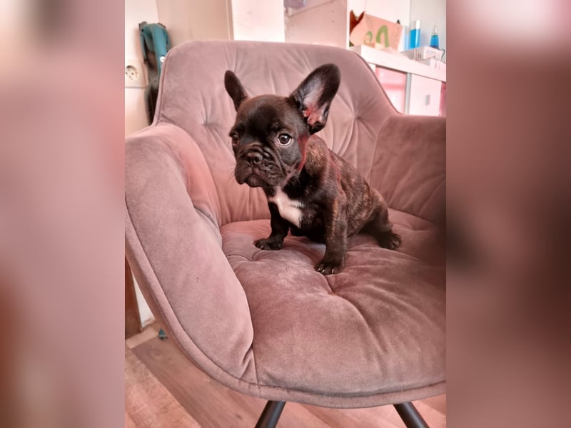 Französische Bulldoggen Welpen Brindle