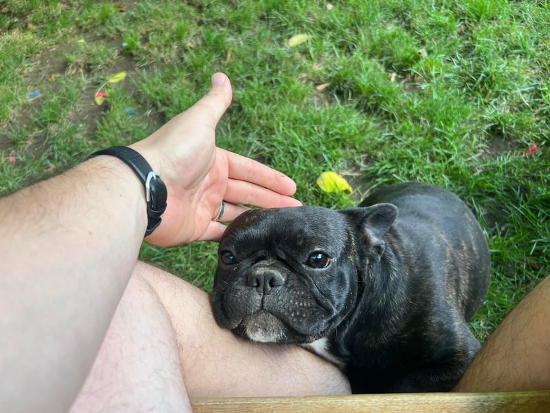 Johny - ein Herzensbrecher sucht ein Zuhause