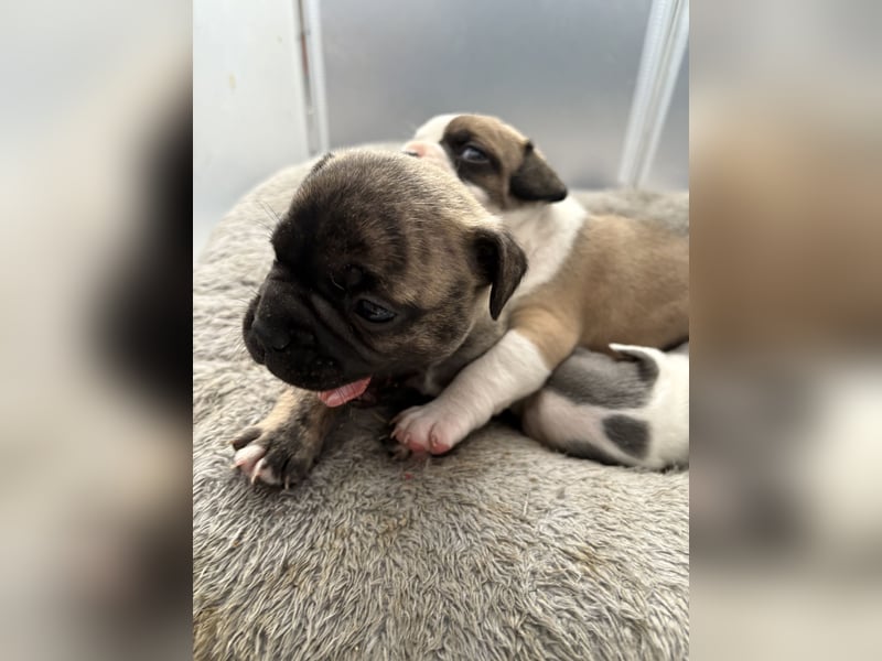 Welpen Bully mix
