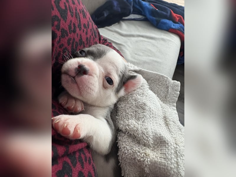 Welpen Bully mix