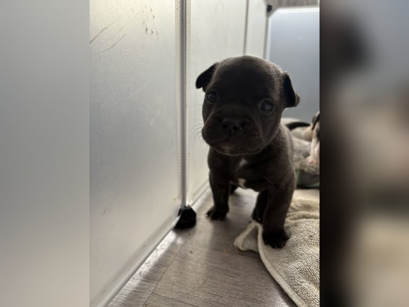 Welpen Bully mix