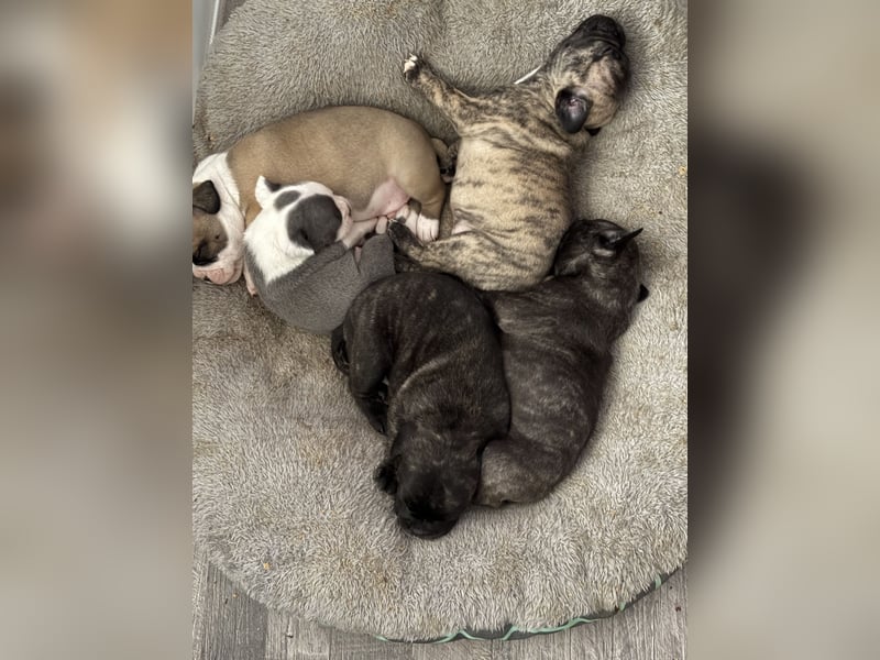 Welpen Bully mix