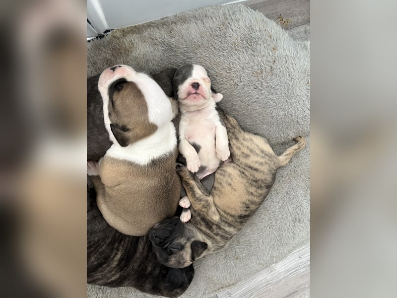 Welpen Bully mix