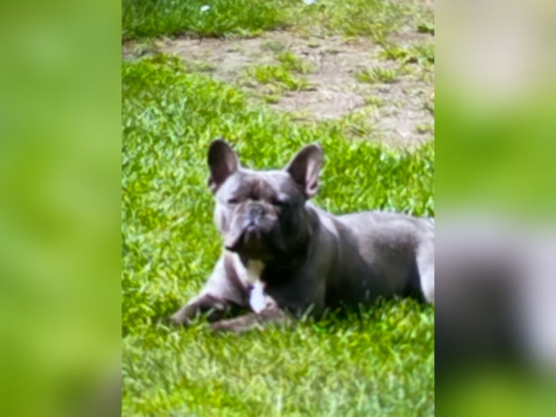Französische Bulldogge männlich