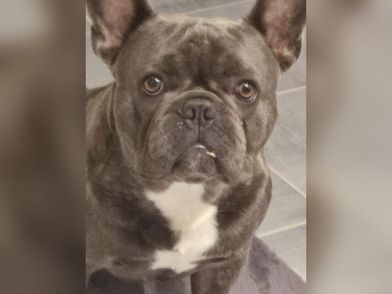 Französische Bulldogge männlich