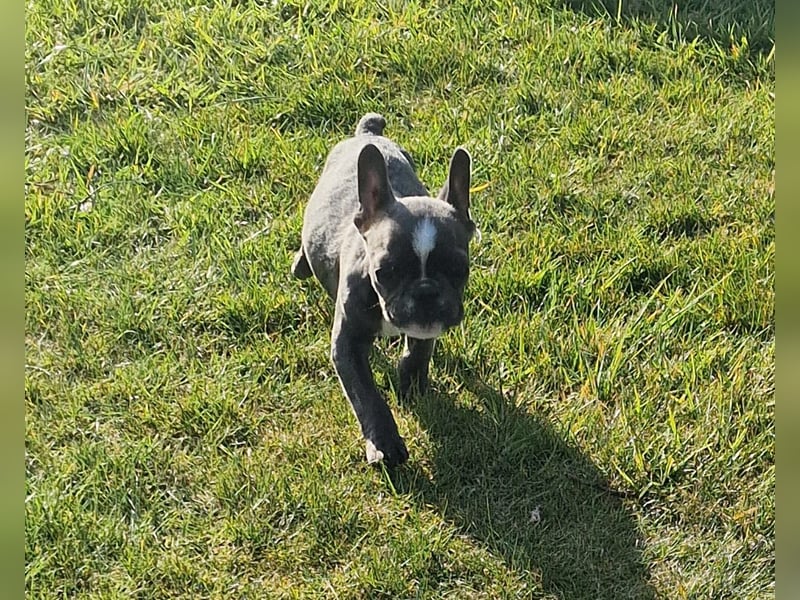 Wir dürfen ausziehen / 3 Monate alte Französische Bulldoggen Welpen