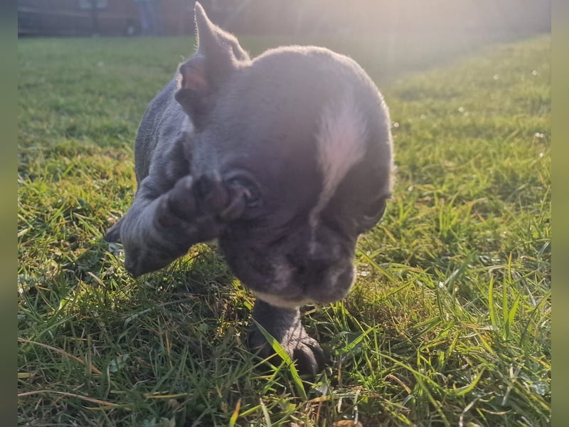 Wir dürfen ausziehen / 3 Monate alte Französische Bulldoggen Welpen