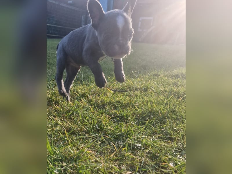 Wir dürfen ausziehen / 3 Monate alte Französische Bulldoggen Welpen