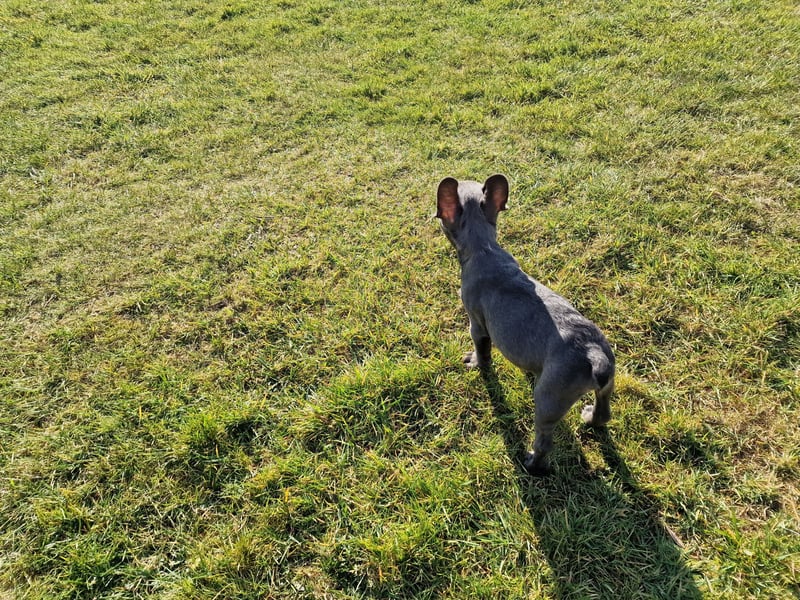 Wir dürfen ausziehen / 3 Monate alte Französische Bulldoggen Welpen