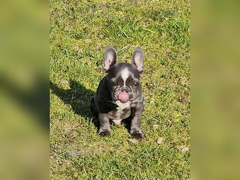 Wir dürfen ausziehen / 3 Monate alte Französische Bulldoggen Welpen