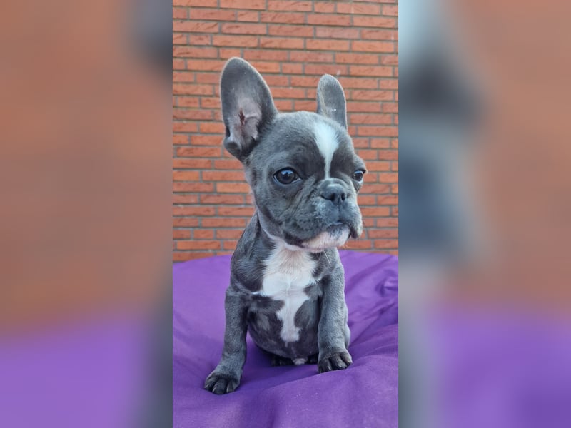 Wir dürfen ausziehen / 3 Monate alte Französische Bulldoggen Welpen