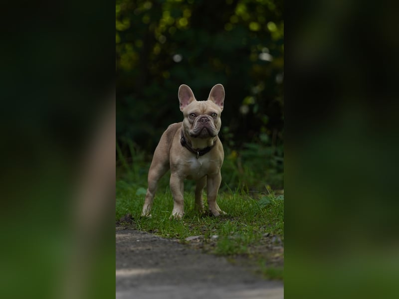 Französische Bulldogge Deckrüde