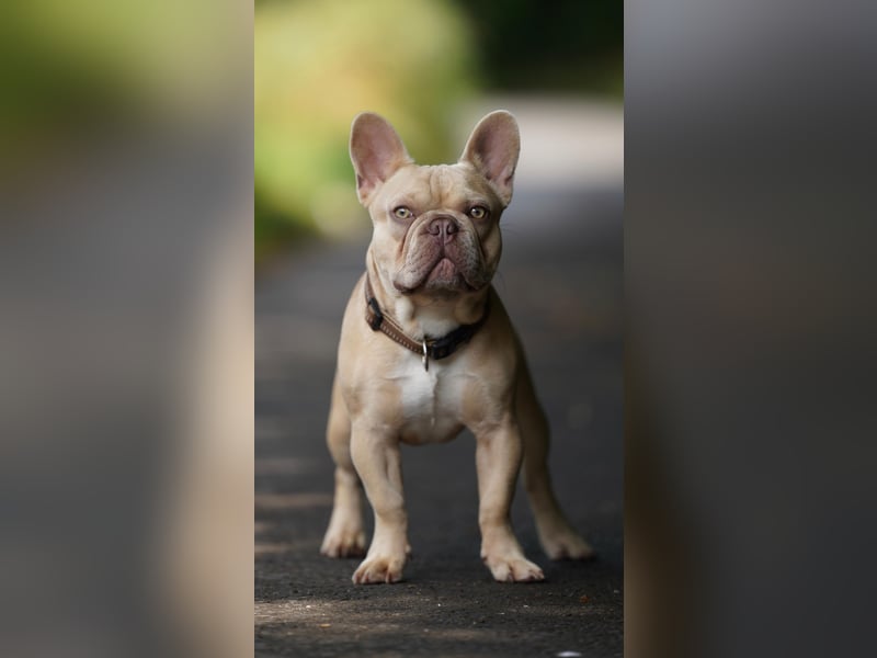 Französische Bulldogge Deckrüde